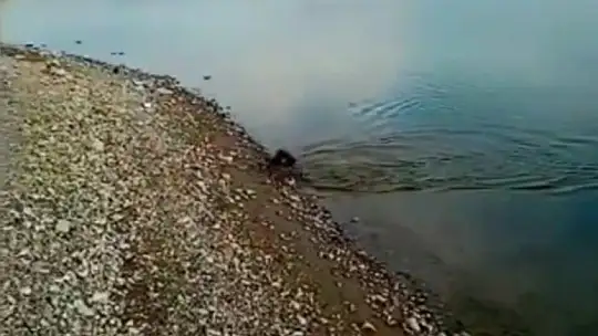 Oltaya balık yerine karabatak takıldı, vatandaş neye uğradığını şaşırdı