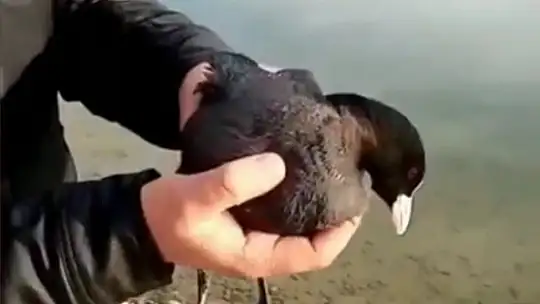 Oltaya balık yerine karabatak takıldı, vatandaş neye uğradığını şaşırdı