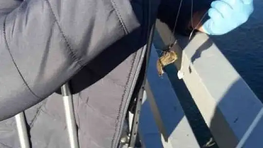 Oltaya balık yerine yarasa takıldı, görenler şaşkına döndü
