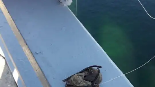 Oltaya balık yerine yarasa takıldı, görenler şaşkına döndü