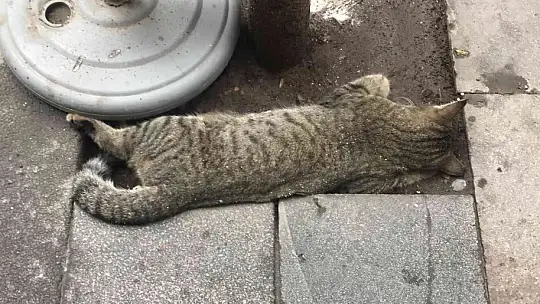 Şehrin göbeğinde silahlı çatışma: 2 yaralı