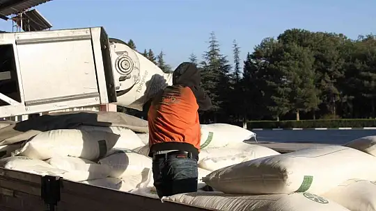 Şeker pancarının tarladan sofralara uzanan tatlı yolculuğu