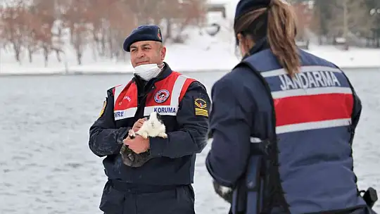 Tavşan Adası'nın uzun kulaklı sakinleri jandarma tarafından besleniyor