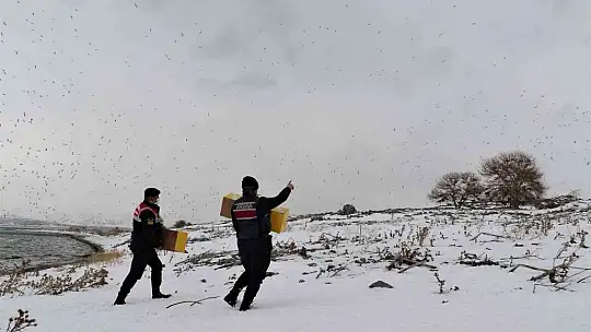 Tavşan Adası'nın uzun kulaklı sakinleri jandarma tarafından besleniyor
