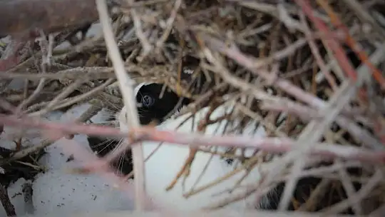 Tavşan Adası'nın uzun kulaklı sakinleri jandarma tarafından besleniyor