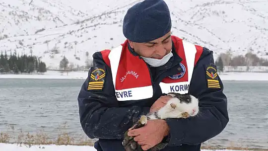 Tavşan Adası'nın uzun kulaklı sakinleri jandarma tarafından besleniyor