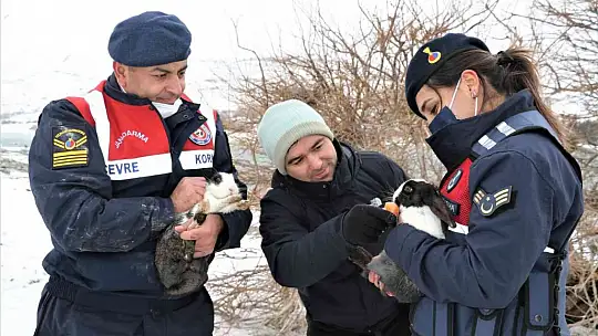 Tavşan Adası'nın uzun kulaklı sakinleri jandarma tarafından besleniyor