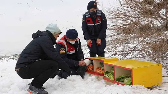 Tavşan Adası'nın uzun kulaklı sakinleri jandarma tarafından besleniyor