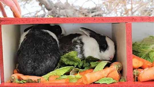 Tavşan Adası'nın uzun kulaklı sakinleri jandarma tarafından besleniyor