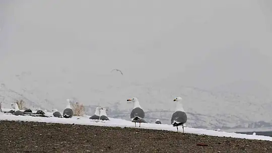 Tavşan Adası'nın uzun kulaklı sakinleri jandarma tarafından besleniyor
