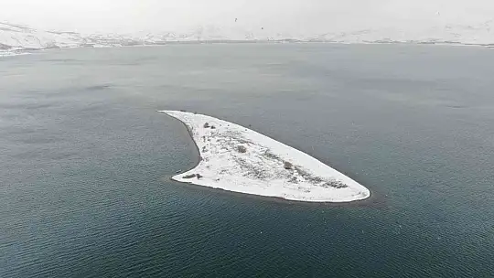 Tavşan Adası'nın uzun kulaklı sakinleri jandarma tarafından besleniyor