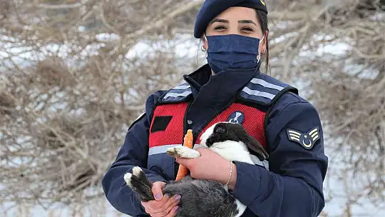 Tavşan Adası'nın uzun kulaklı sakinleri jandarma tarafından besleniyor