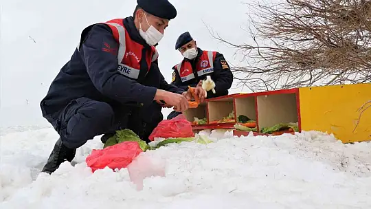 Tavşan Adası'nın uzun kulaklı sakinleri jandarma tarafından besleniyor