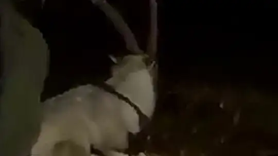 Tel örgülere takılan dağ keçisini köylüler ve jandarma kurtardı