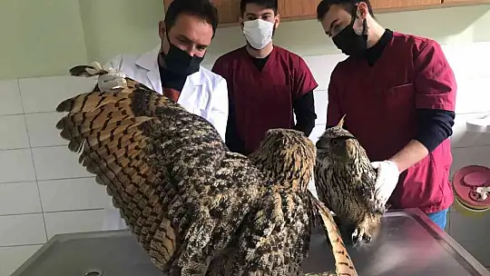 Yaralı halde bulunan kulaklı orman baykuşları tedavi altına alındı