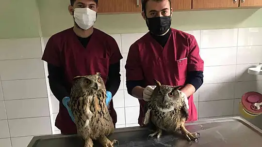 Yaralı halde bulunan kulaklı orman baykuşları tedavi altına alındı