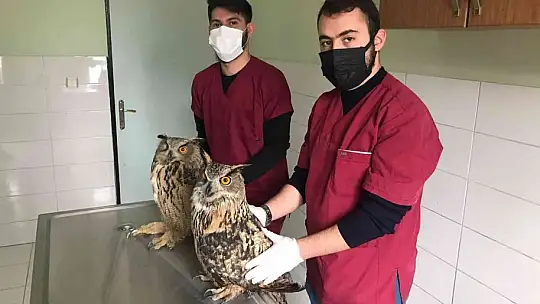 Yaralı halde bulunan kulaklı orman baykuşları tedavi altına alındı