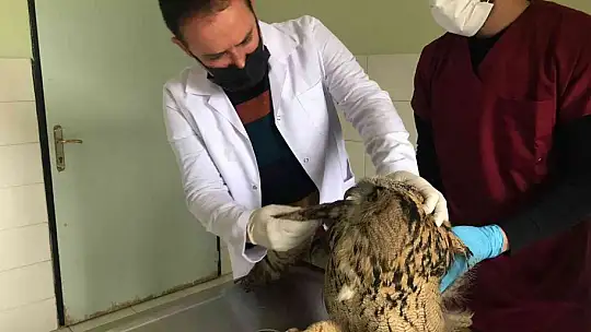 Yaralı halde bulunan kulaklı orman baykuşları tedavi altına alındı