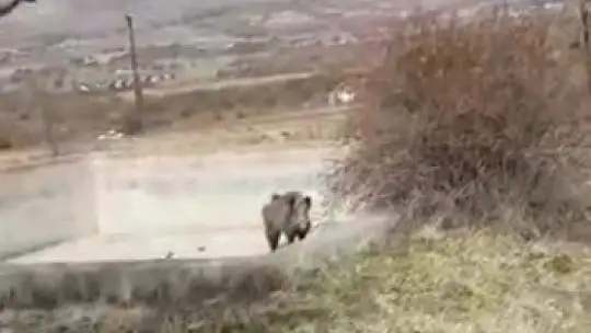 Yardım etmek istedikleri yaralı domuzun tepkisi karşısında neye uğradıkları şaşırdılar
