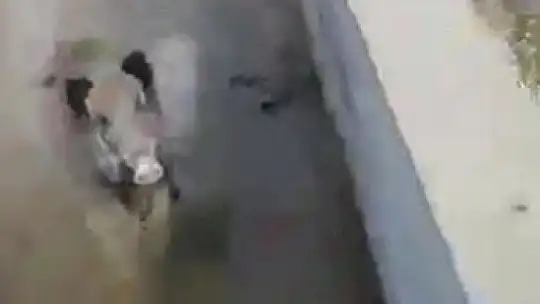Yardım etmek istedikleri yaralı domuzun tepkisi karşısında neye uğradıkları şaşırdılar