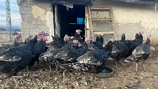 Yılbaşı öncesi yurt dışına 15 bin adet hindi gönderdi