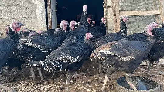 Yılbaşı öncesi yurt dışına 15 bin adet hindi gönderdi