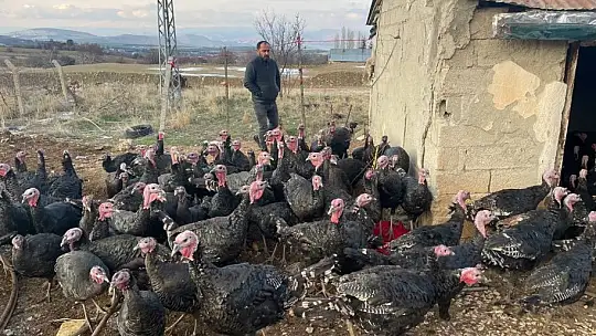 Yılbaşı öncesi yurt dışına 15 bin adet hindi gönderdi