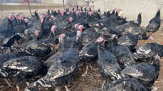 Yılbaşı öncesi yurt dışına 15 bin adet hindi gönderdi