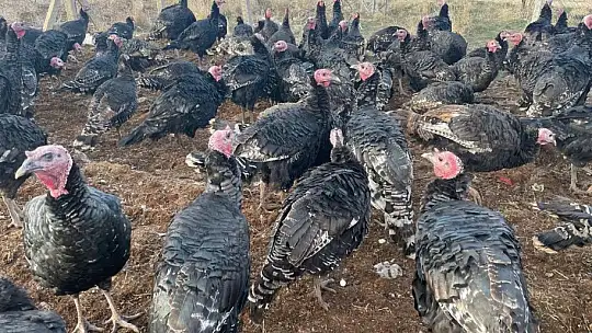 Yılbaşı öncesi yurt dışına 15 bin adet hindi gönderdi