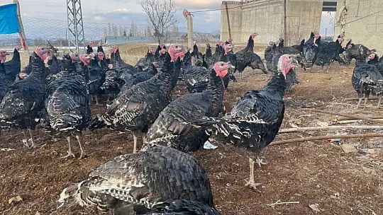 Yılbaşı öncesi yurt dışına 15 bin adet hindi gönderdi