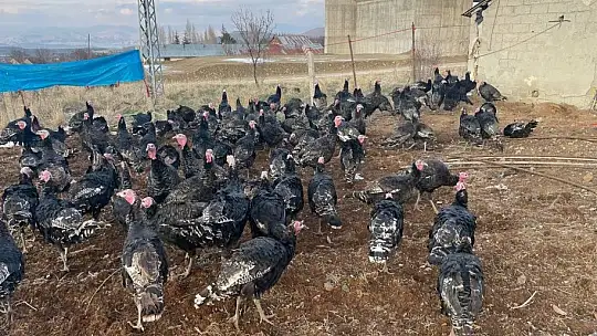 Yılbaşı öncesi yurt dışına 15 bin adet hindi gönderdi