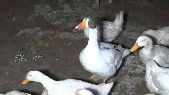 Yolda bulduğu ve 'Mamoş' ismini verdiği kazı, sahibine teslim etti
