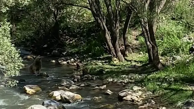 Anne bozayı ve 3 yavrusu su içti, vatandaşlar görüntüledi