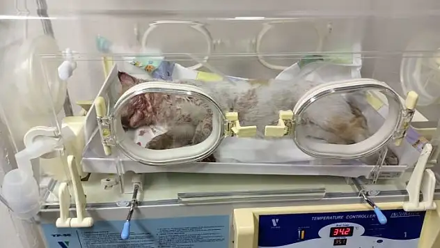 Aracın çarptığı kedi tedavi altına alındı