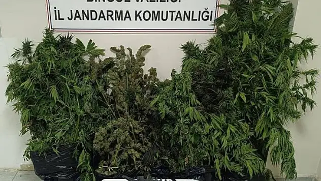 Bingöl'de uyuşturucu operasyonu