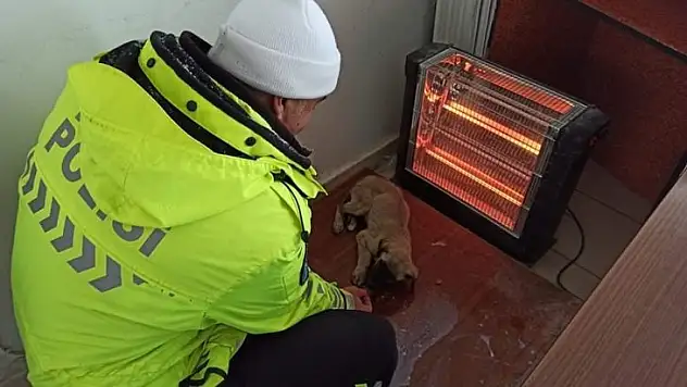 Polis kulübesine alınan köpek, elektrikli ısıtıcı ile ısındı