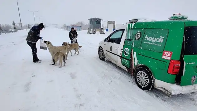 Sokak hayvanlarını polis ekipleri elleriyle besledi