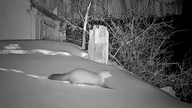 Geceleri gelen gizemli sesler köylüyü ayağa kaldırdı!