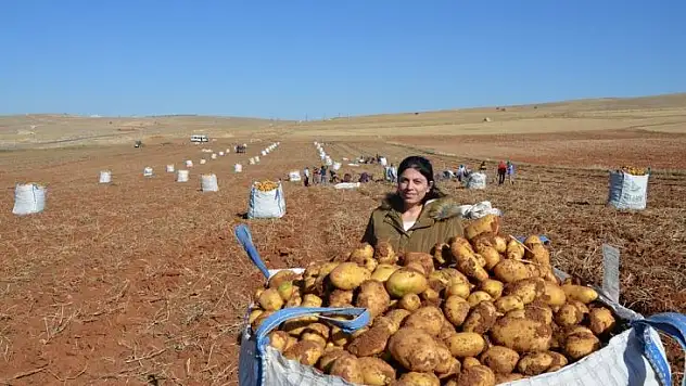 Kayısı diyarında patates hasadı tamamlanmak üzere