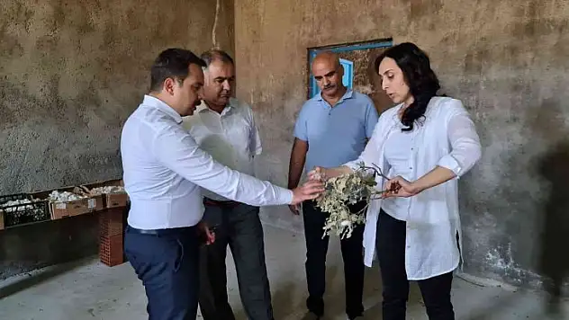 Kaymakam Aydoğan koza hasadına katıldı
