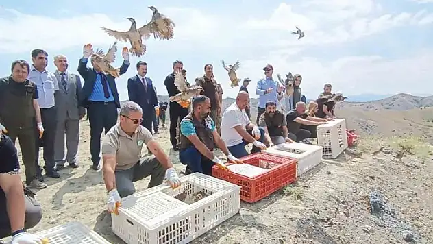 Tunceli'de doğaya 600 keklik salındı