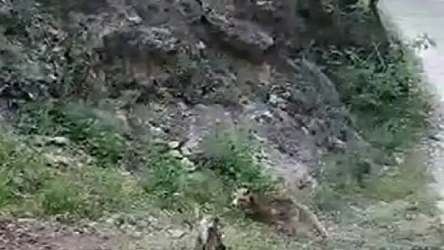 Tunceli'de tilki ve kedinin ekmek kavgası