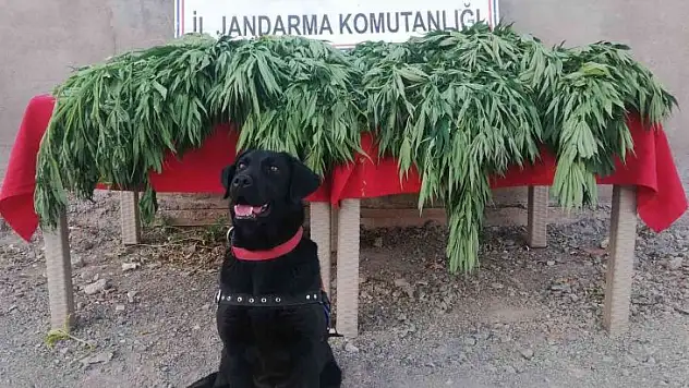Tunceli'de uyuşturucu operasyonu