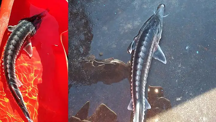 Keban Baraj gölünde ikinci defa görüntülendi, havyarı tam 2 milyon liraya alıcı buluyor