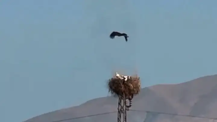 Yuvasında yangın çıkan leyleğin yavrularını kurtarma çabası sonuçsuz kaldı