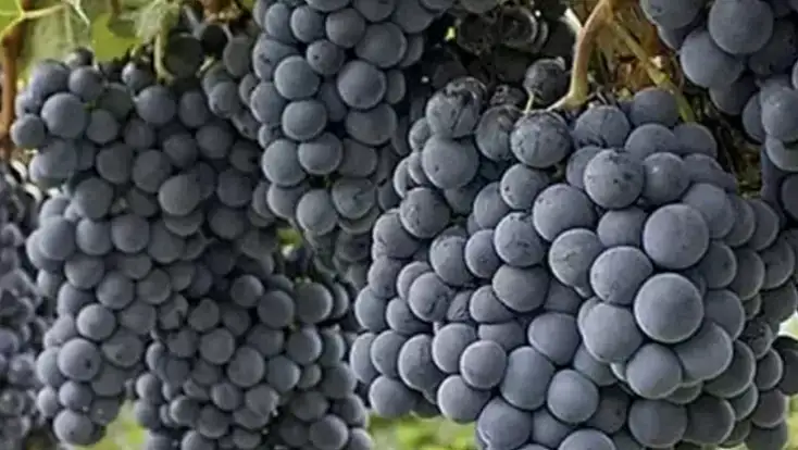 Harput’un mor salkımlı hazinesi: Öküzgözü ve 'Bağ Bozumu' şenliği