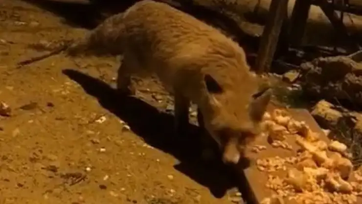 Aç kalan tilki şehir merkezine inerek karnını doyurdu