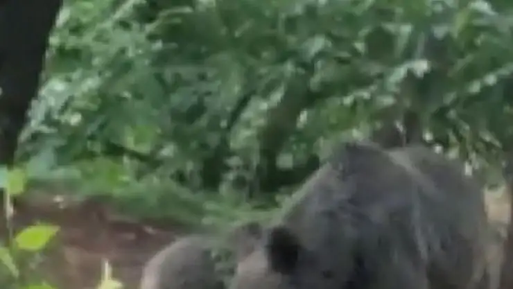 Anne ve yavru ayının dut keyfi