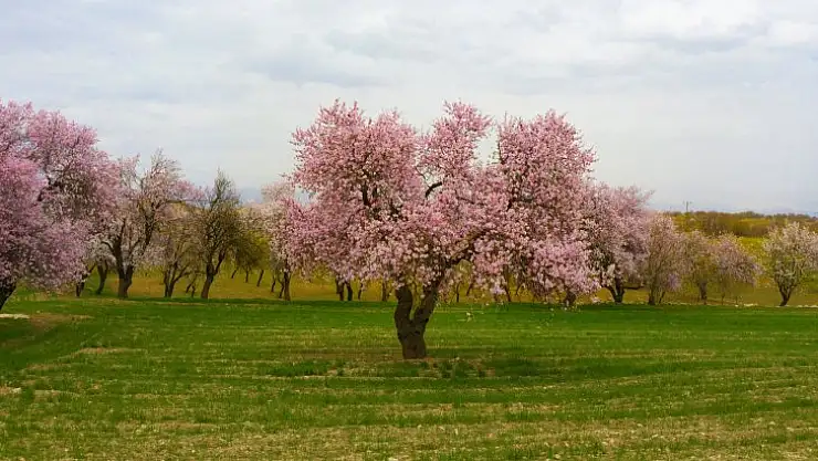 Badem ağaçları çiçek açtı