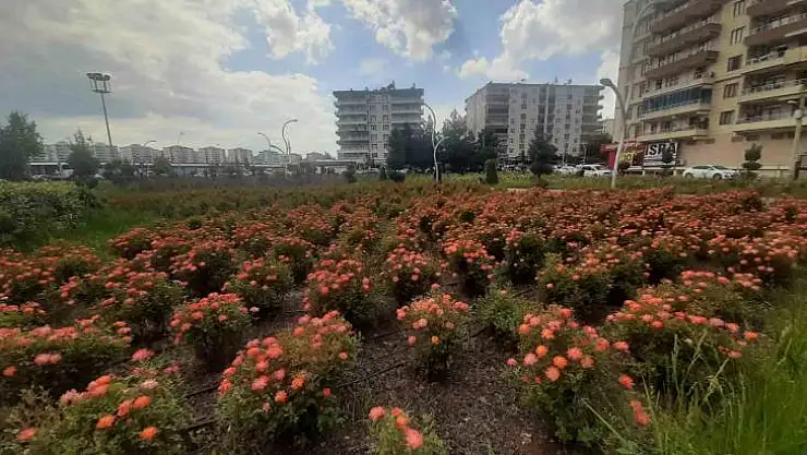 Bağlar Belediyesi'nin gül bahçesinde renk cümbüşü